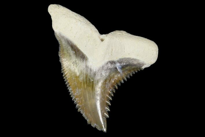 Fossil Shark Tooth (Hemipristis) - Bone Valley, Florida #113848